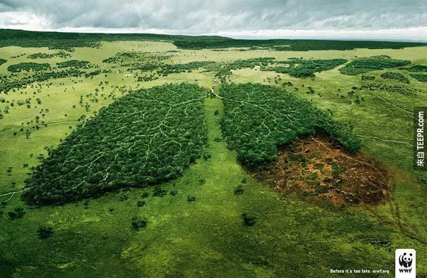 32.) 森林砍伐會改變我們的空氣。