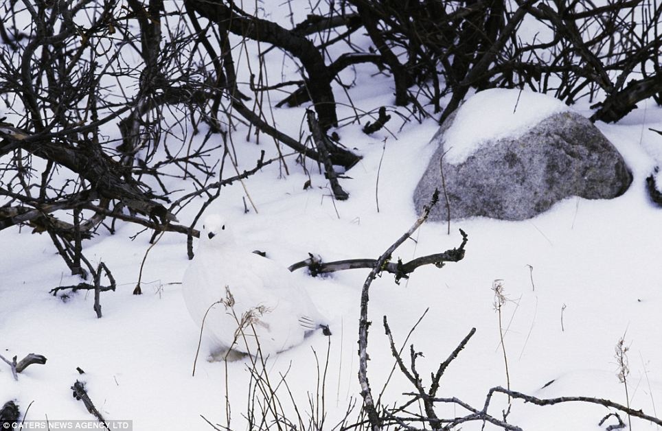 Can you spot the willow ptarmigan? Found in Manitoba, these animals fool predators with their white coats.