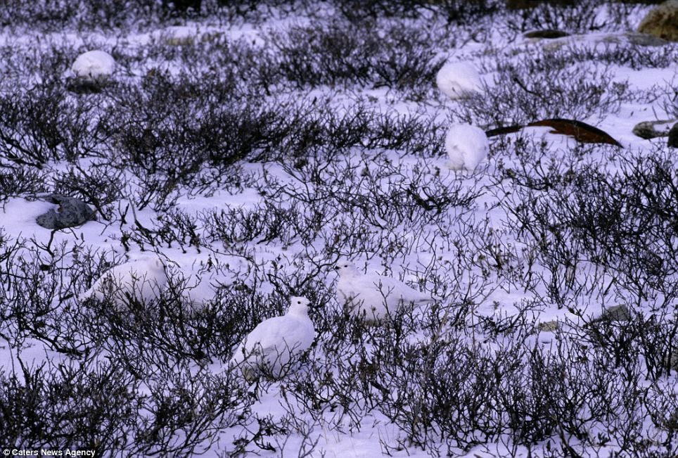 Another white-tailed ptarmigan hiding itself in Churchill, Manitoba, Canada.