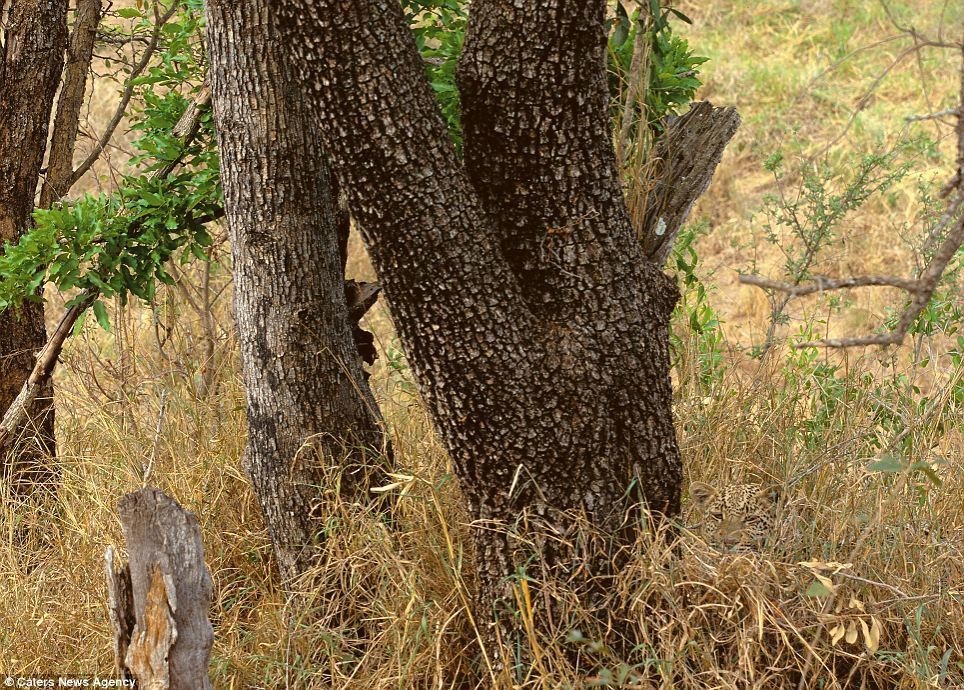 In South Africa, a leopard conceals itself in the vegetation.