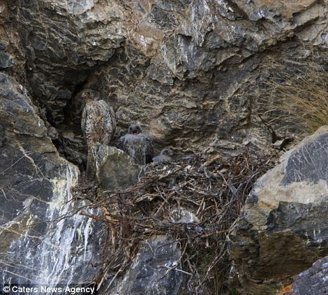 A gyrfalcon taking a breather at their nest built on a cliff.