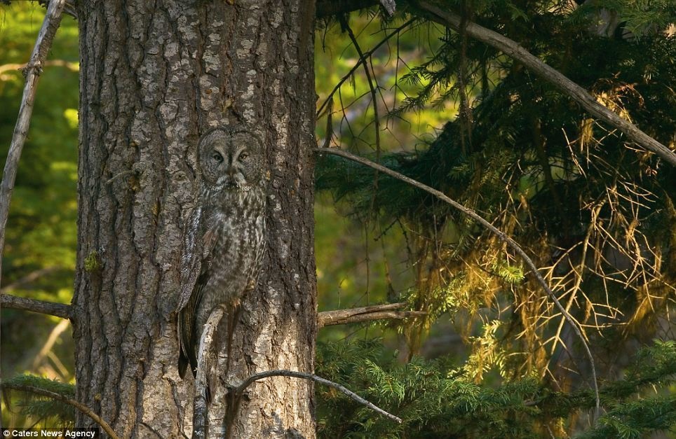 Here, a Great Gray Owl positions camouflages in Oregon.
