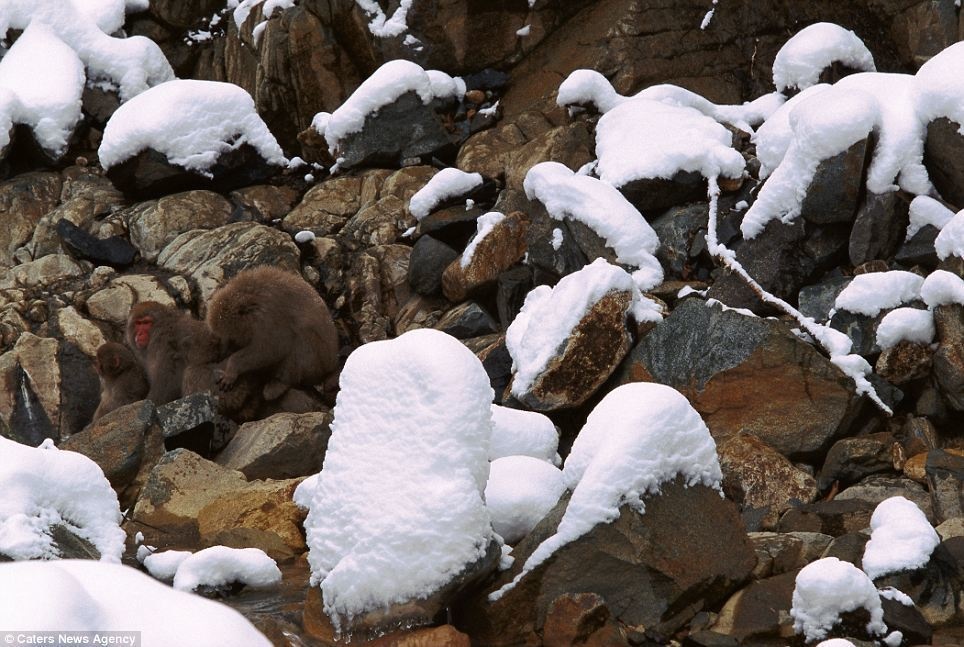 On Honshu Island, Japan, a family of Japanese Macaques disappear amid the rocks.