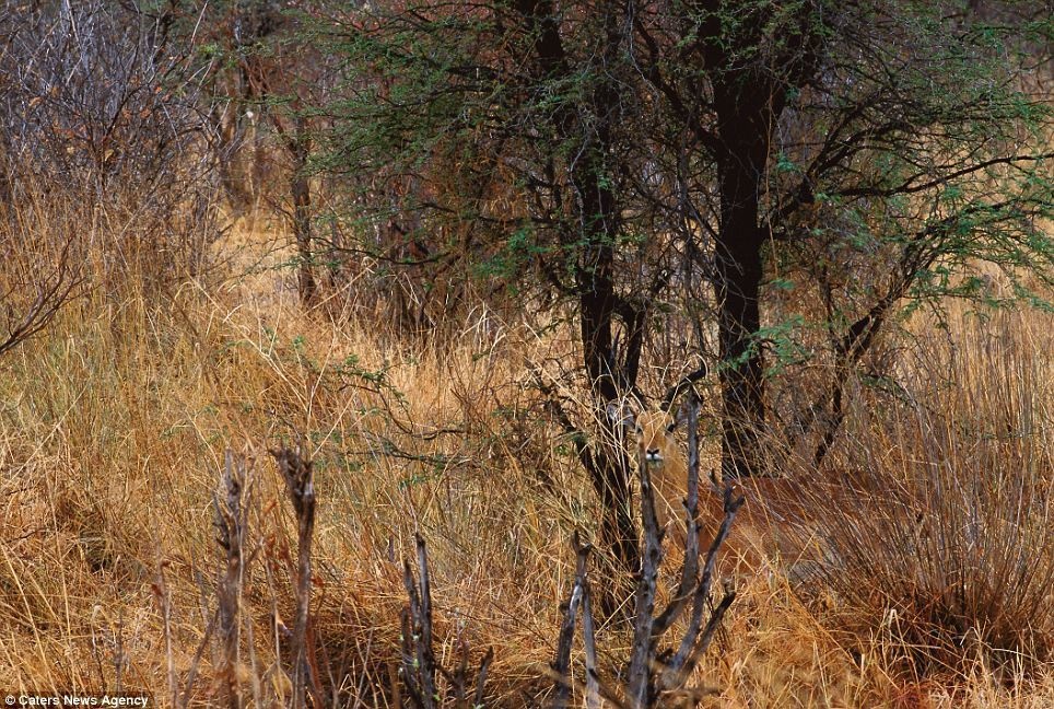 An impala hiding in vegetation in Botswana's Chobe National Park, Africa.