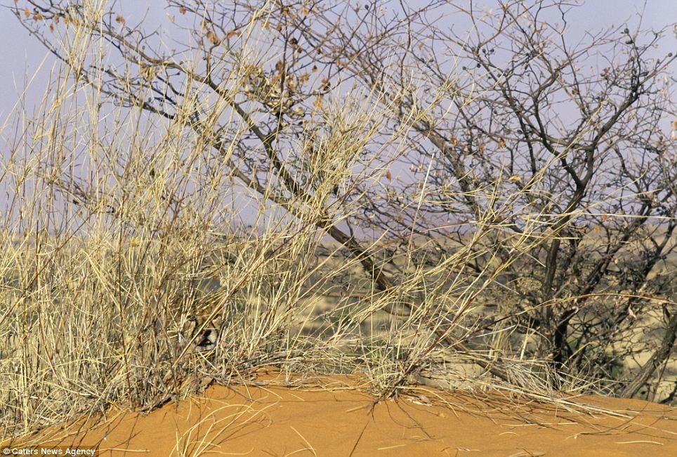 Can you spot the hidden cheetah cub in the Kalahari Desert?