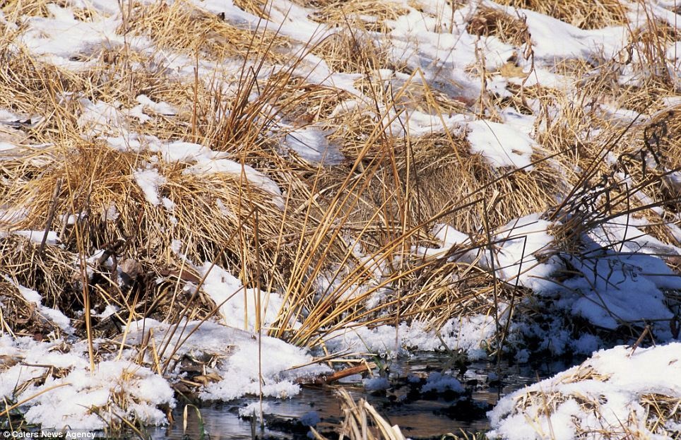 A Common Snipe, well hidden in the shoreline vegetation of a Minnesota stream.