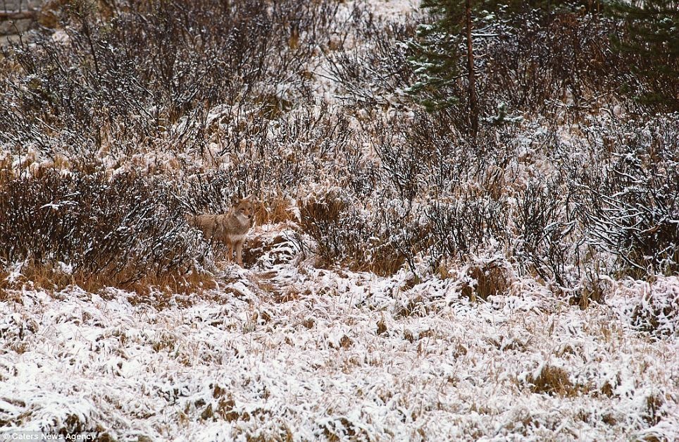 In Washington state, a coyote camouflages itself in the surrounding brush.