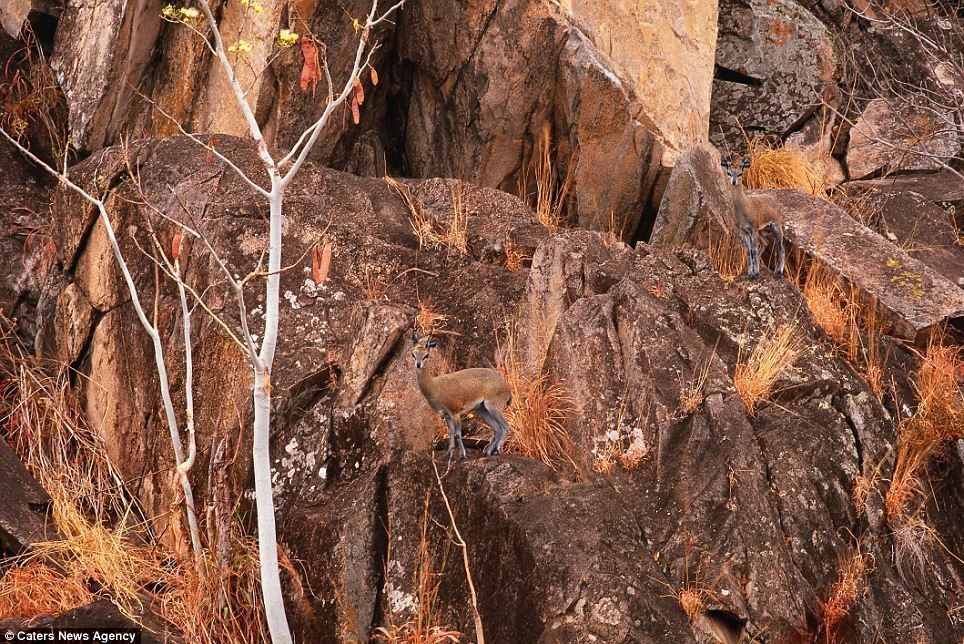 Two Klipspringers camouflaged against a rocky outcrop in Chobe, Botswana.