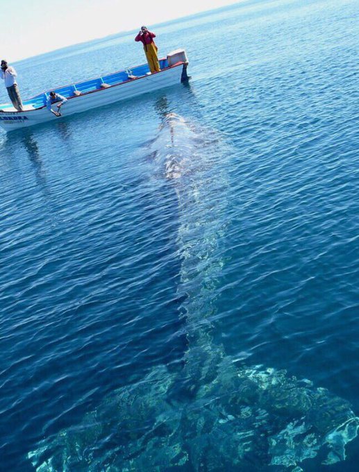 22張照片證明「海洋恐懼症比密集恐懼症還要恐怖」