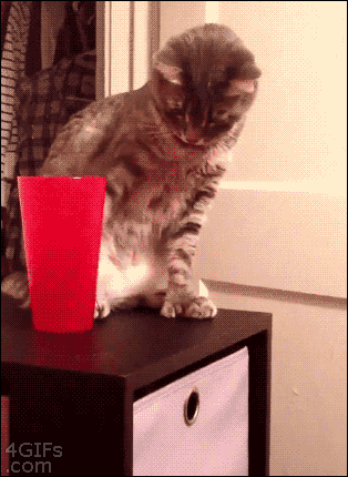29 Times Cats Continued To Be Complete Jerks