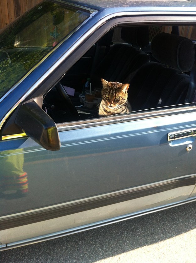 This car-stealing cat.